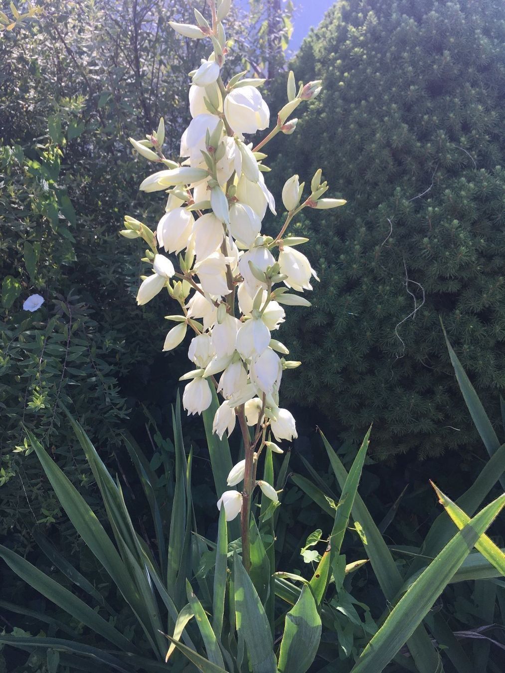 Piante & sementi: (KOPIE) Yucca Palme – Nuovo e nell'imballaggio originale da Höfen b. Thun venduto da Leonie2112