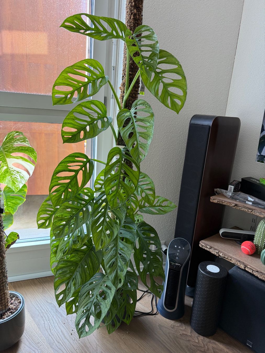 Pflanzen & Samen: Monstera Adensonii (Monkey Mask) – Gebraucht aus Zürich von bau_d56d 1