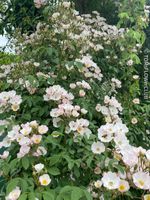 Rosenstöckli - Kletterrose - Steckling