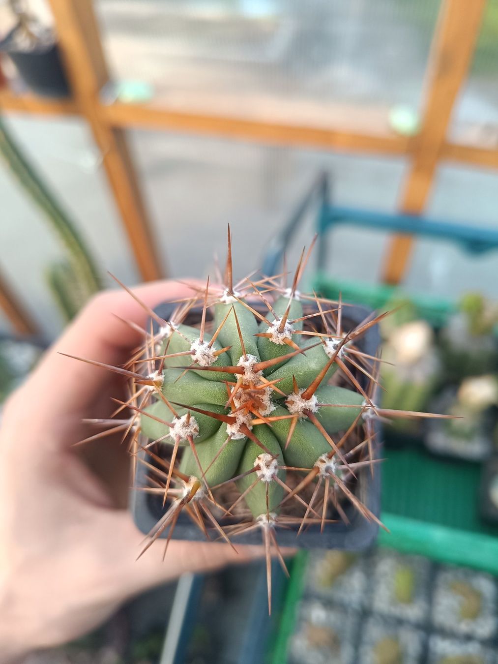 Piante & sementi: Trichocereus macrogonus SAN PEDRO – Nuovo (secondo la descrizione) da Pâquier-Montbarry venduto da chr_7dmj 2