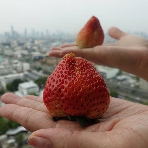 Pflanzen & Samen: Fraisier Géant COLOSSUS  4x – Neu (gemäss Beschreibung) aus Bremblens von FIBONACCI369