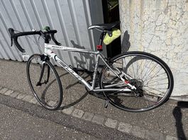 Rennrad Fuji Newest weiss/grau