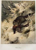 Lithographie 1876 - Wilde Katze, Fasan