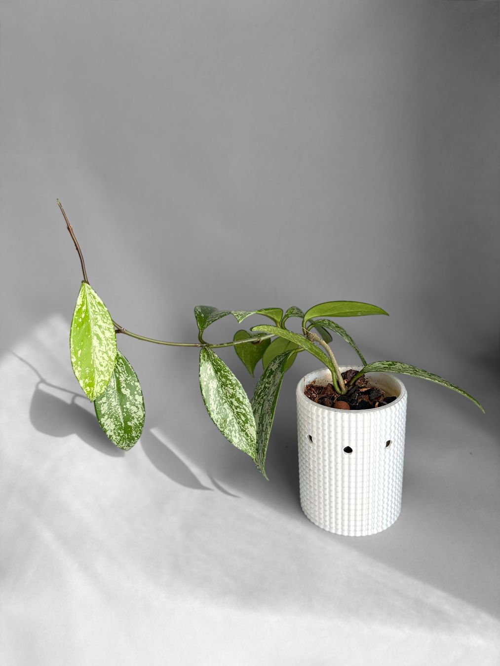 Piante & sementi: Hoya Pubicalyx Silver Splash – Nuovo (secondo la descrizione) da Seuzach venduto da animaplants 1