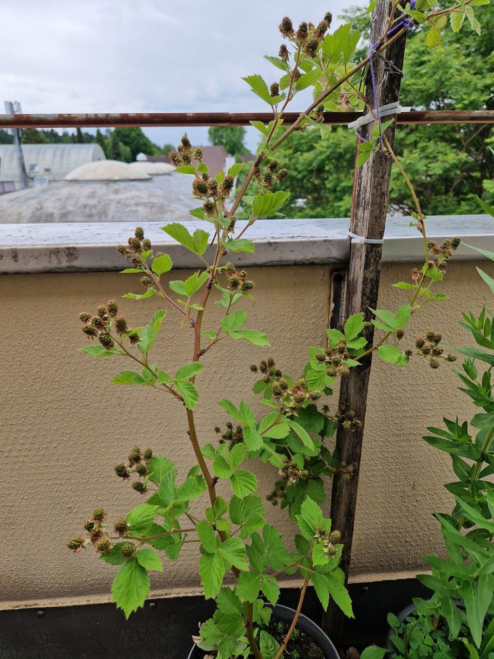 Piante & sementi: Balkon-/Gartenpflanze: Brombeere – Usato da Münchenbuchsee venduto da Aare22 5
