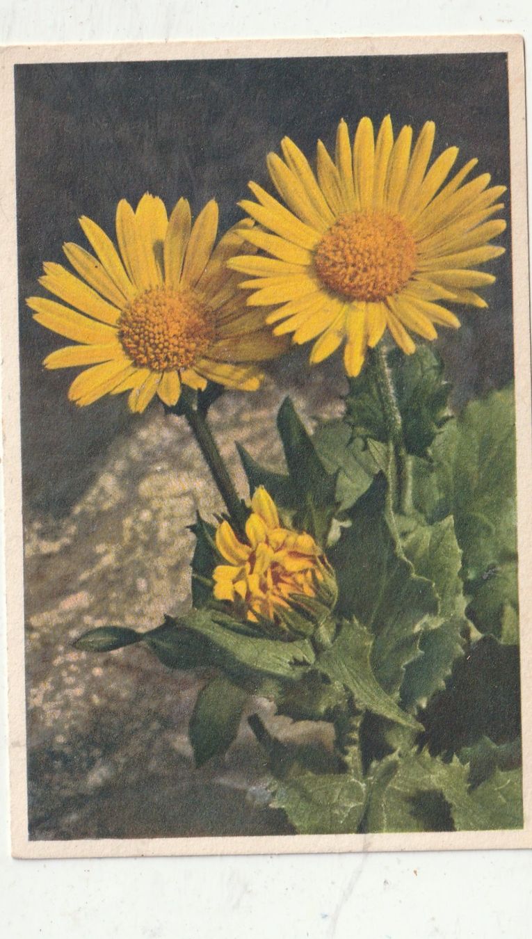 Cartoline postali: 10 Schöne Blumenkarten – Usato da Lumbrein venduto da made02 1