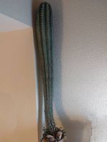 Grosser Kaktus