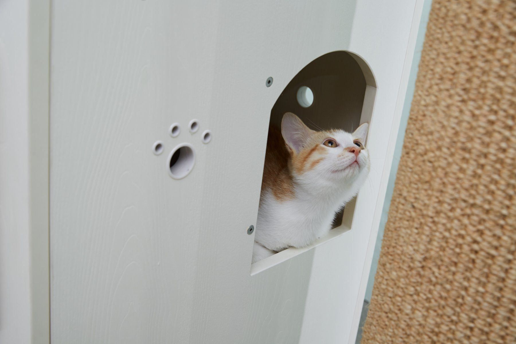 Katzenbaum - Kratzbaum: CatS Design 2 in 1 Kratzbaum & Katzenklo – Neu und originalverpackt aus Mönchengladbach von Zoopplier 7