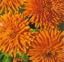 RINGELBLUME 'Radio'  / Calendula officinalis / 20 Samen