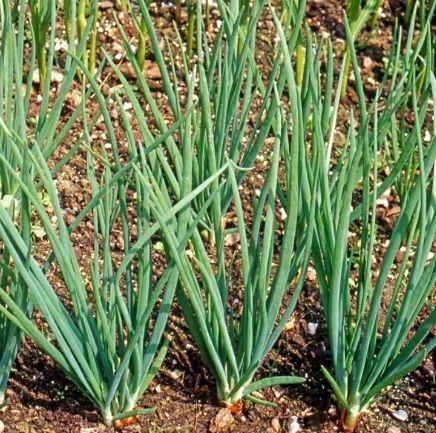 Piante & sementi: Ab 5.- fr 20 Schalotten Samen = Allium ASCALONICUM. – Nuovo e nell'imballaggio originale da Rovio venduto da POSITIFFARTandPLANTS 1