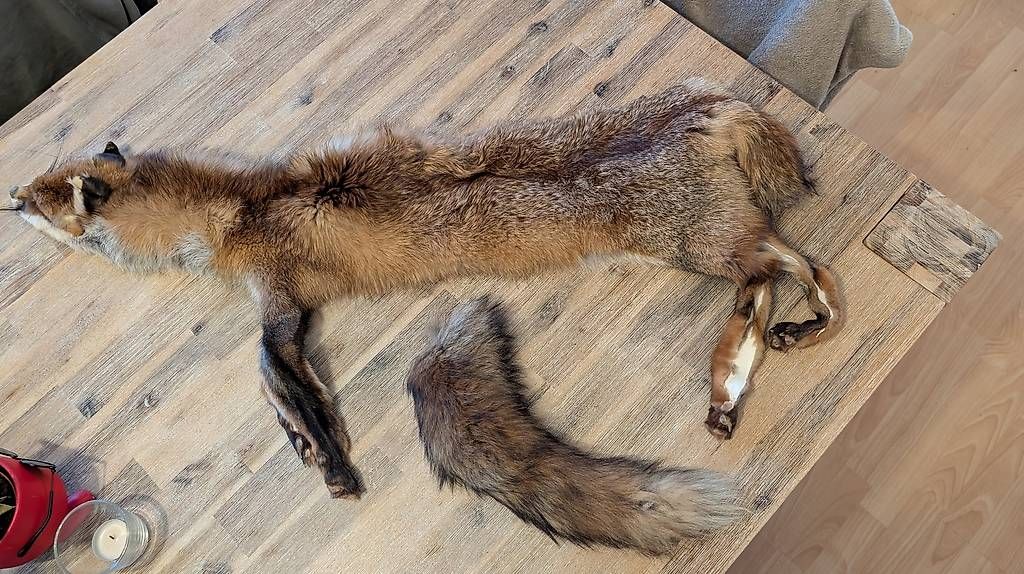 Welt der Tiere: Rotfuchs Fell – Gebraucht aus Birmenstorf AG von san_7w9c