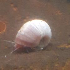 Profile image of Sauroctonus