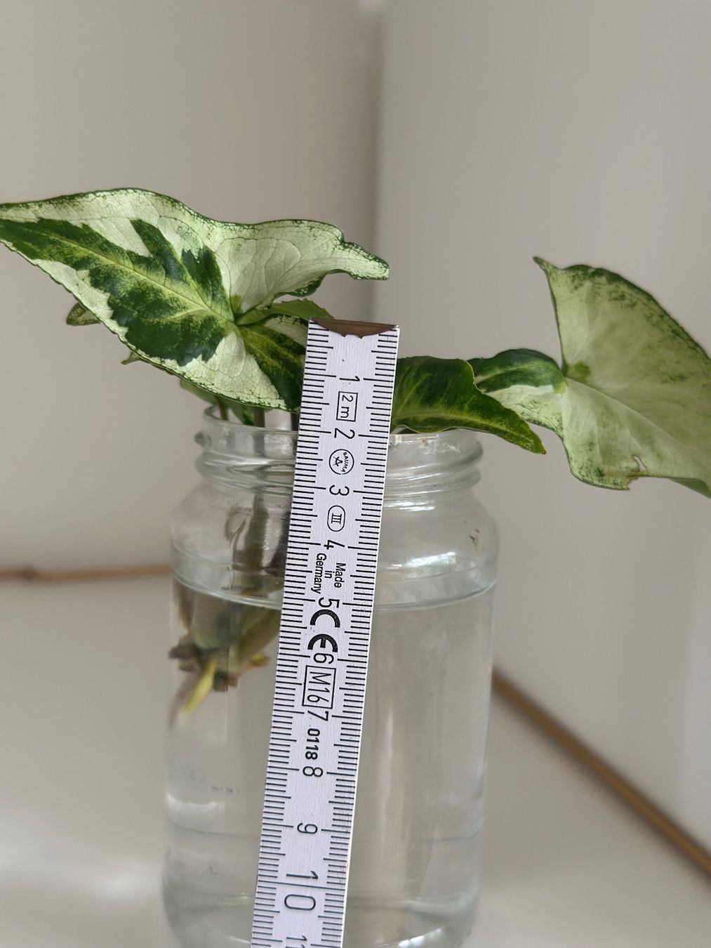 Piante & sementi: Syngonium Three Kings - Kopfstecklig #2 – Usato da Zürich venduto da ong8 4