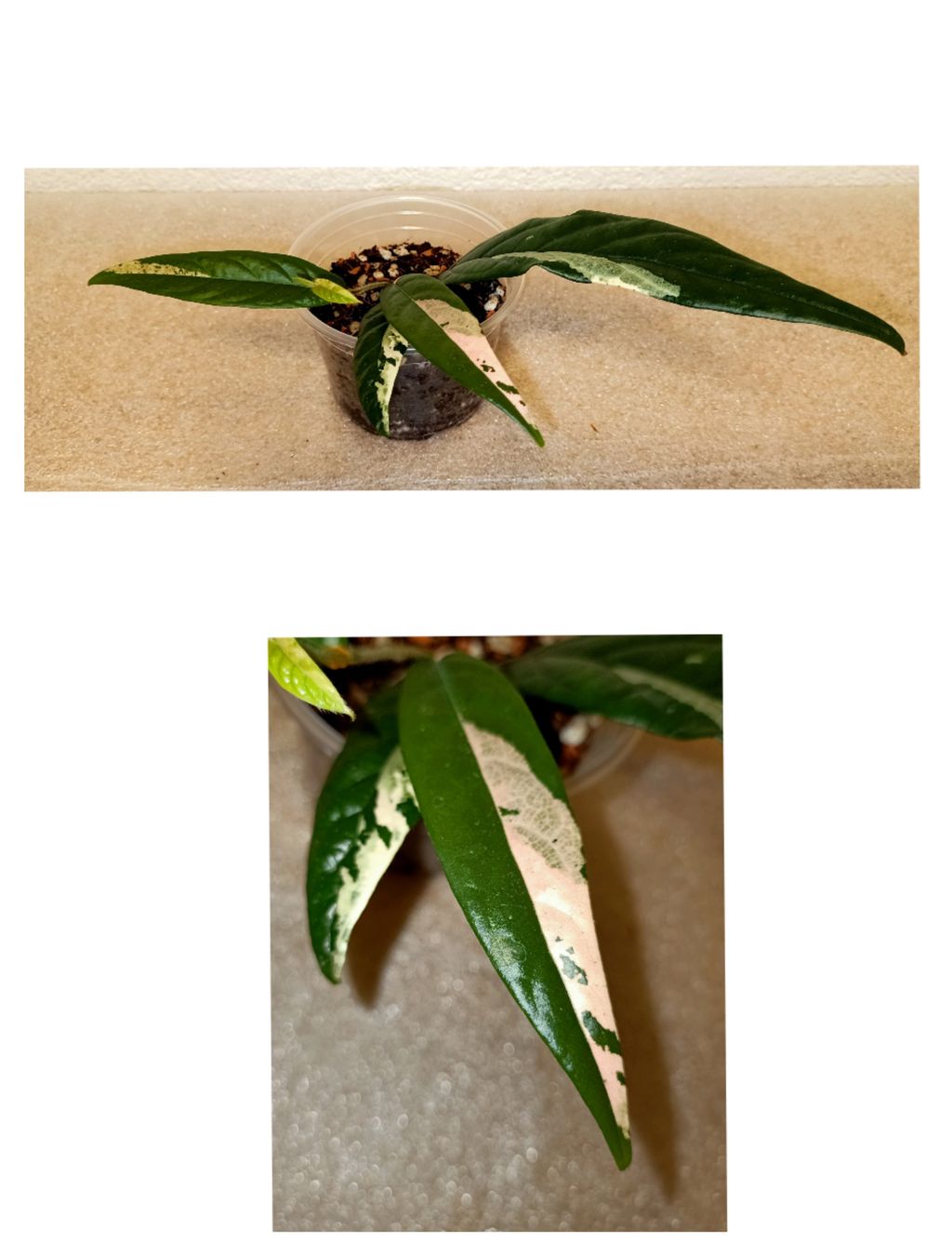 Piante & sementi: Ficus Sagittata Pink Variegata – Nuovo (secondo la descrizione) da schöftland venduto da UniquePlants