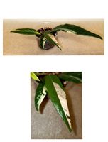 Ficus Sagittata Pink Variegata