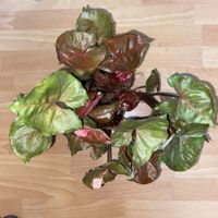 Syngonium strawberry ice, bewurzelter Steckling