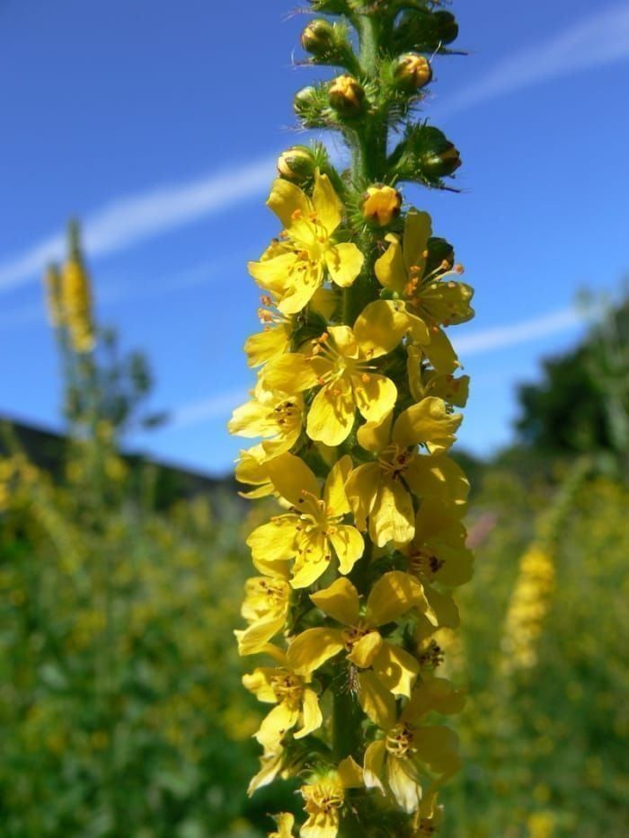 Pflanzen & Samen: 50 Samen Agrimonia Eupatoria – Neu (gemäss Beschreibung) aus Ehrendingen von VerveinaSamen 2