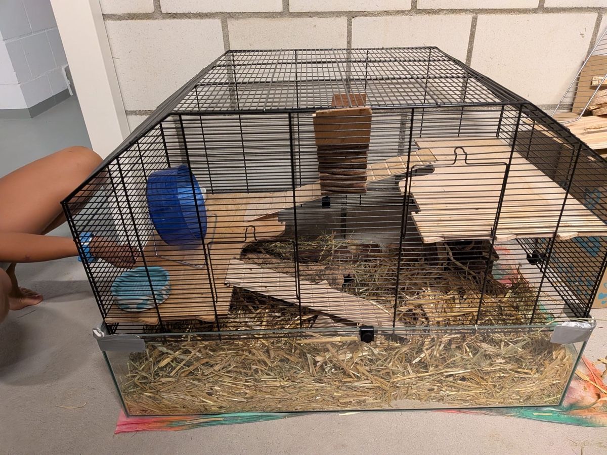 Käfige, Transport & Sicherheit: Hamster Cage Set with Accessories Used – Gebraucht aus Deitingen von roc_56nh 1