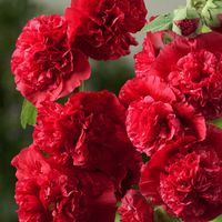 100 Samen Stockrose CHATER'S RED