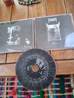 lucifugum- involtation