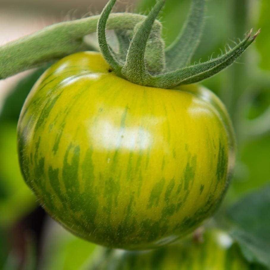 Piante & sementi: 50 Samen TOMATE GREEN ZEBRA  Alte Sorte – Nuovo (secondo la descrizione) da Ehrendingen venduto da VerveinaSamen 1