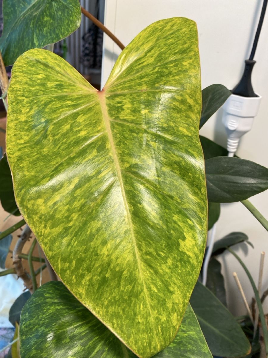 Pflanzen & Samen: Philodendron Painted Lady  – Gebraucht aus Zürich von sim_hly6 2