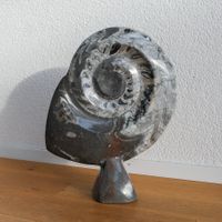 XXL-Ammonit - Kopffüsser - Fossil - Versteinerung - Marokko