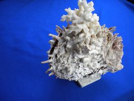 Seltene schöne Muschel mit angewachsene Korallenfossil 15cm