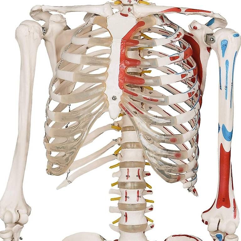 Kit di modellismo & Modellini statici: Menschliches Anatomie Skelett 181.5 cm – Nuovo e nell'imballaggio originale da Baar venduto da Laedeli24-Baar 4