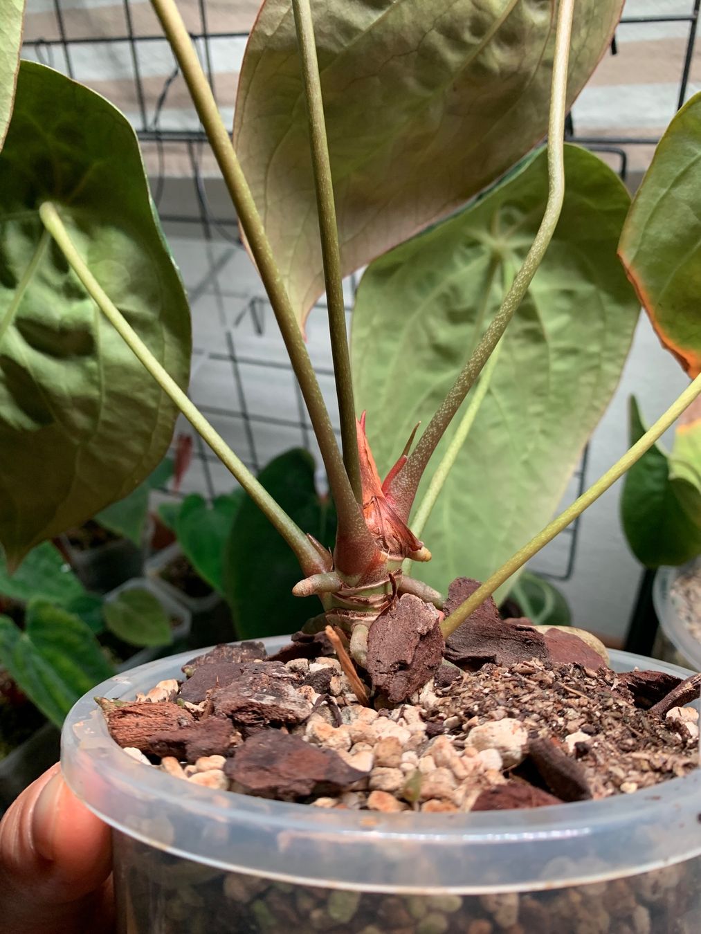nana bonsai Anubias Bonsai (Anubias barteri var. nana 