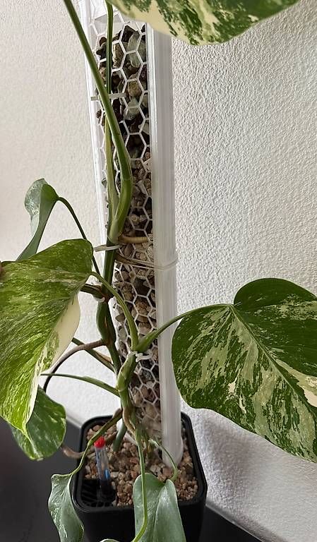 Pflanzen & Samen: Monstera Deliciosa Variegata, 70cm, 3D-Rankstab – Gebraucht aus Aadorf von Arkabraa 2