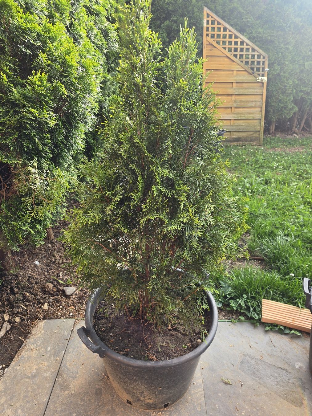 Thuja Smaragd im Topf, ca. 1.40 cm hoch - Immergrn! (Neu (gemss  Beschreibung)) in Oberkulm fr CHF 30  nur Abholung auf Ricardo kaufen