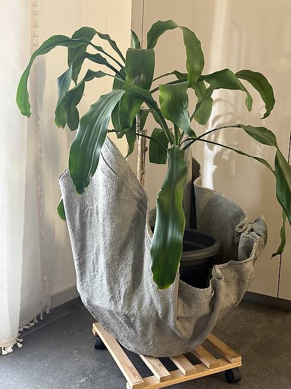 Plantes & graines: Palme inkl. Topf – D'occasion à Thürnen par Yaroc
