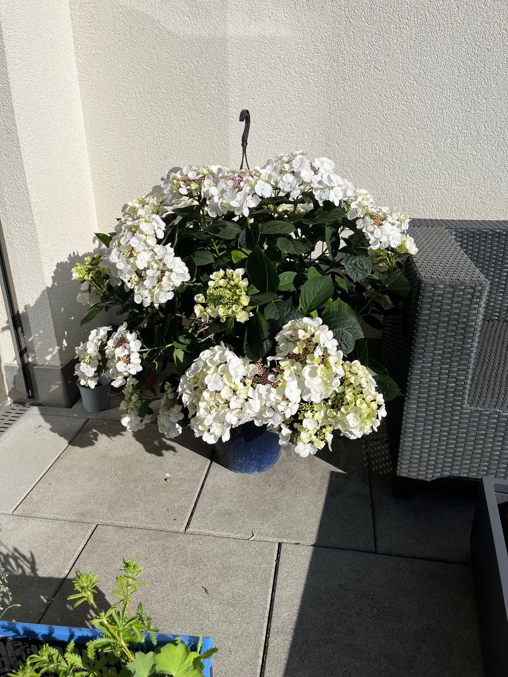 Pflanzen & Samen: Hortensie / Tellerhortensie – Gebraucht aus Zürich von Wasserwandler 1