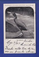OISEAU - Cormoran