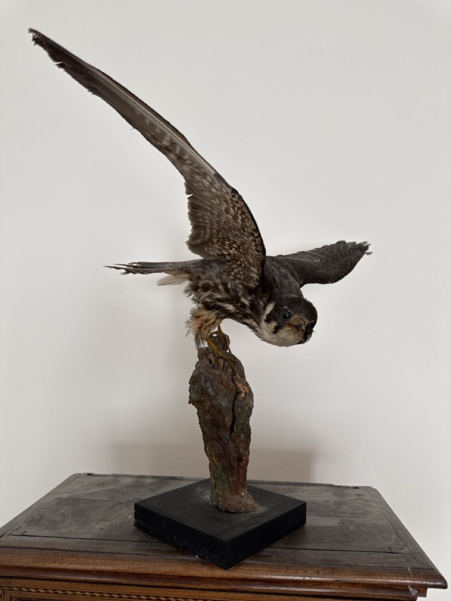 Monde des animaux: Präparierter Baumfalke – D'occasion à Basel par Ramses1179