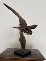 Präparierter Baumfalke