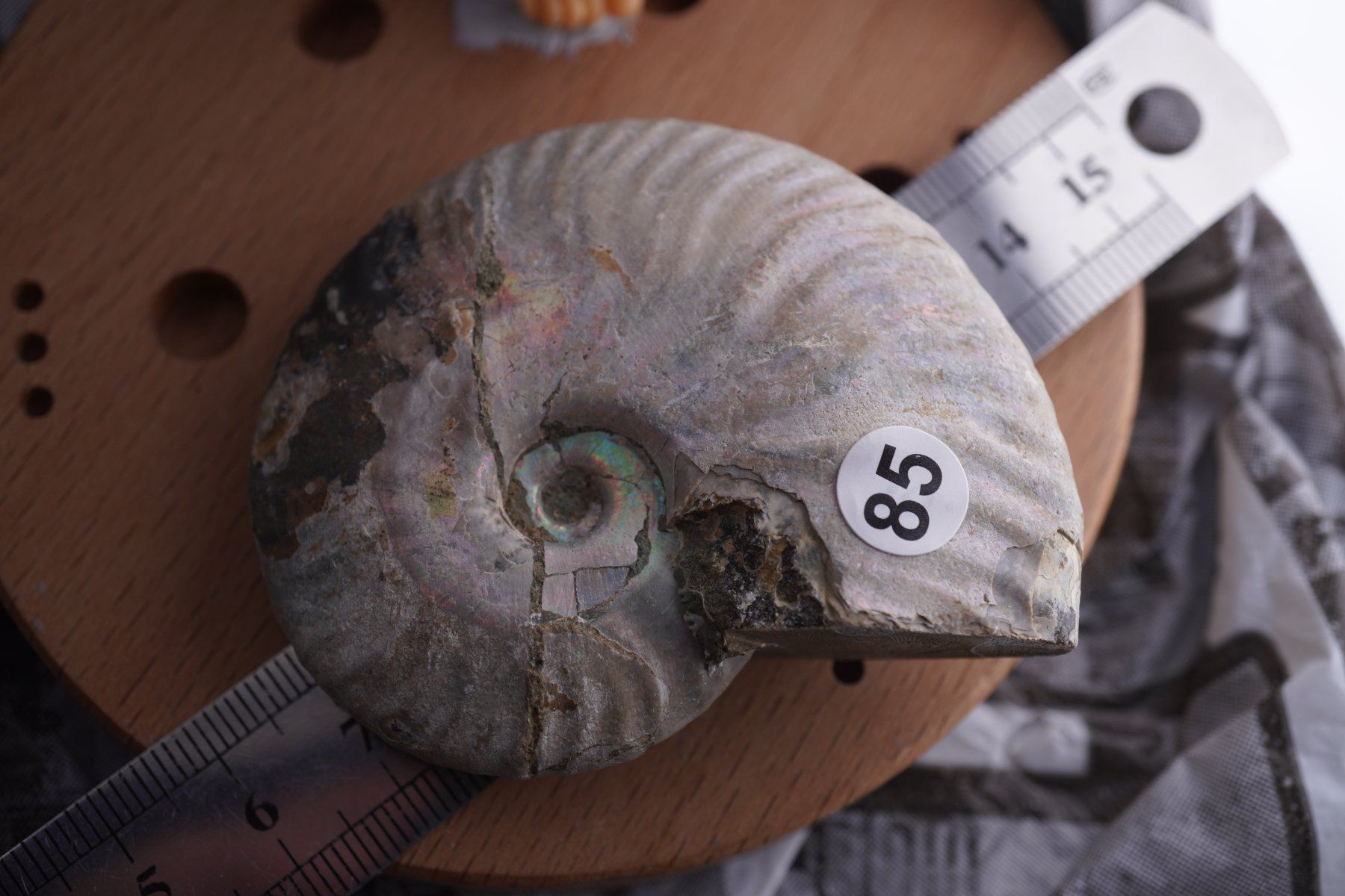 Mineralien & Heilsteine: Ammonit  Opalisiert   Wunderschön  ca  68mm – Neu und originalverpackt aus Eschenbach SG von topstone 1