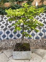 Bonsai Hainbuche in grauem Topf