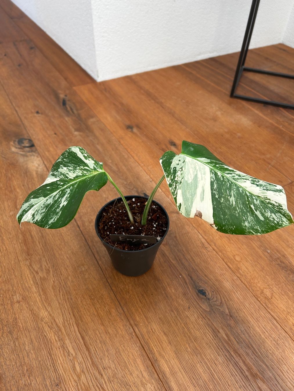 Piante & sementi: Monstera variegata💚 – Usato da Wattwil venduto da Mikesplantshop 1
