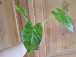 Alocasia Gageana Aurea Variegata