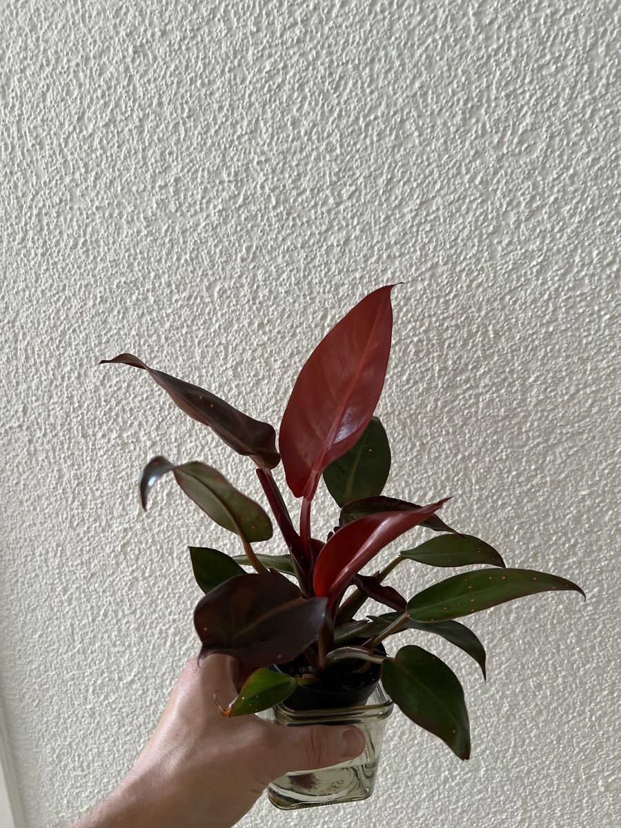 Piante & sementi: Philodendron red sun – Usato da Regensdorf venduto da leo_yk2x 1