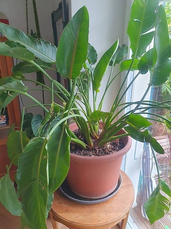 Plantes & graines: Grosse strelitzie  – D'occasion à Olten par stritten 2
