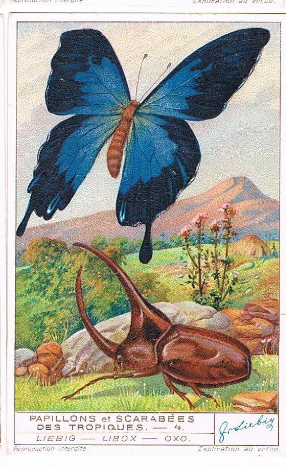 Grafica & Litografie: Cartes publicitaires - Chromo – Usato da Genève venduto da edelweiss1900 6
