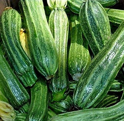 Piante & sementi: 10 Samen XL Zucchini GESTREIFT 3 Graines De Courgette – Nuovo e nell'imballaggio originale da Rovio venduto da POSITIFFARTandPLANTS 1