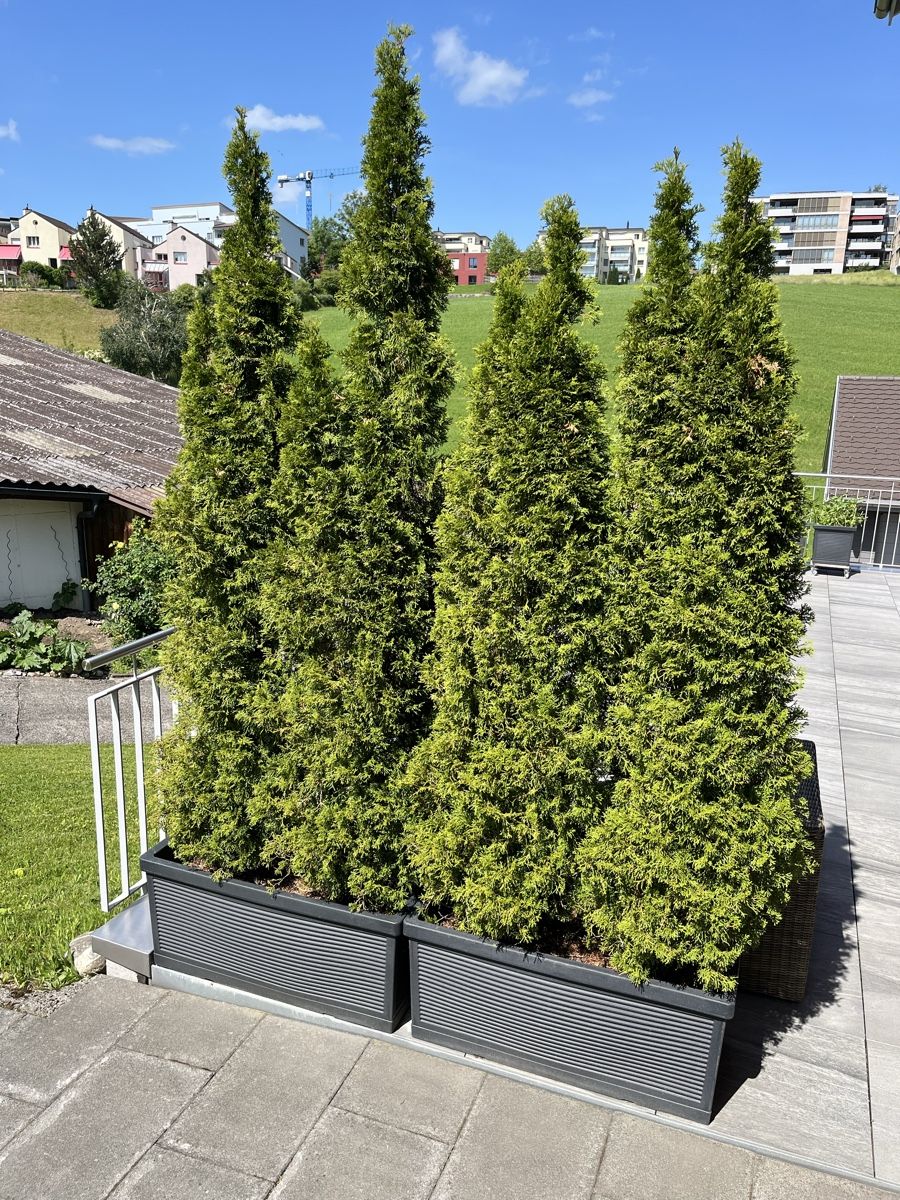 Piante & sementi: 4 hohe Thujapflanzen inkl. Gefässe – Usato da Oberägeri venduto da Pippi-Langstrumpf