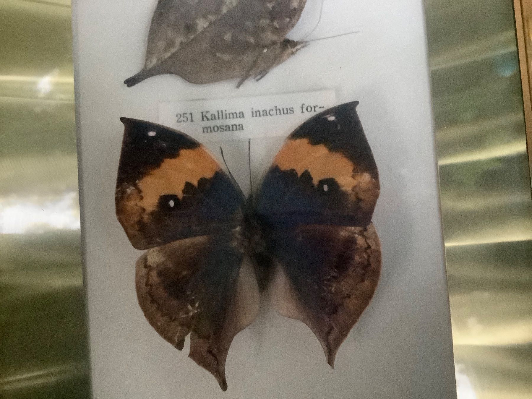 Foto & Immagini: CHIN.BILD MIT ECHTEN SCHMETTERLINGEN – Usato da Adlikon b.Regensdorf venduto da Crystaldragon09 7