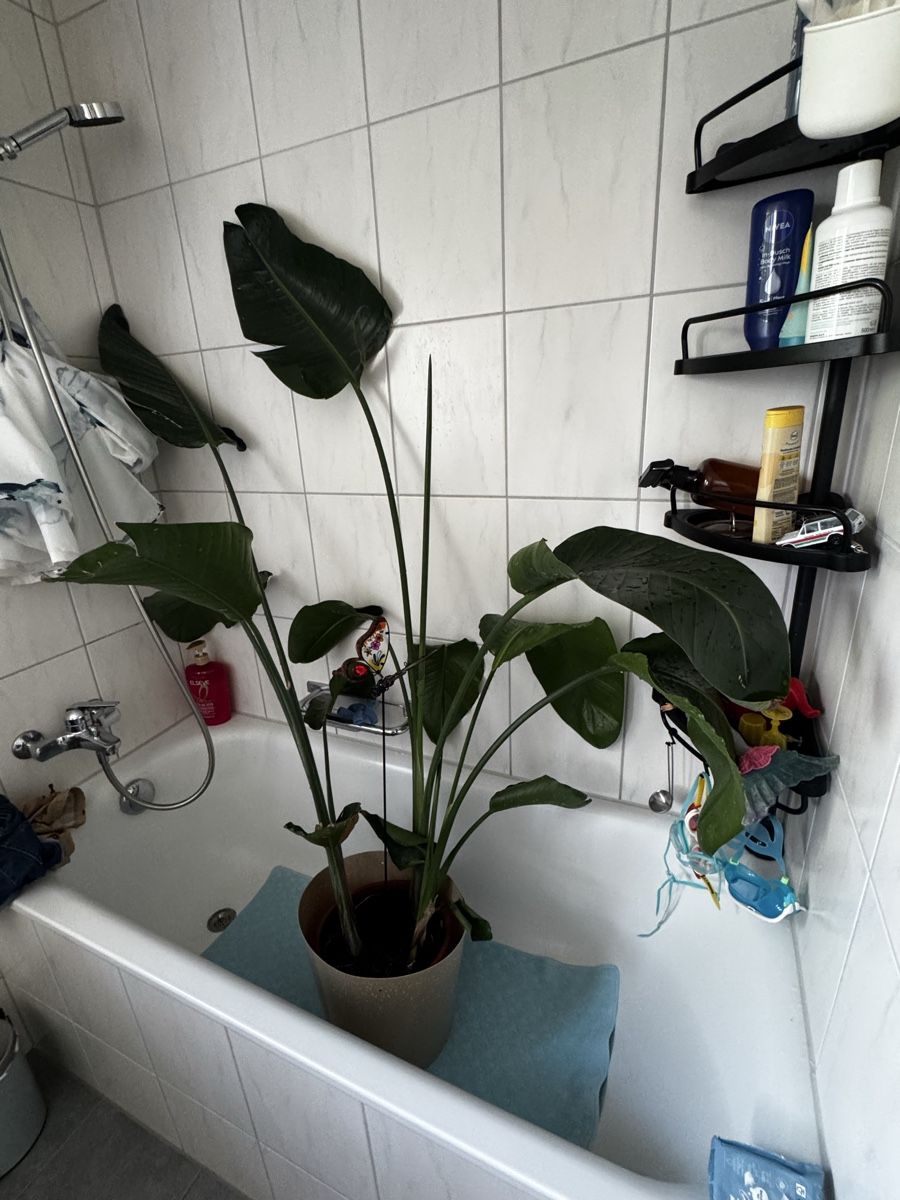 Piante & sementi: Zimmerpflanze Strelitzia – Usato da Oberrieden venduto da patty1990 1