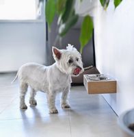 Futternapf für kleine Hunde und Katzen Wandmontage