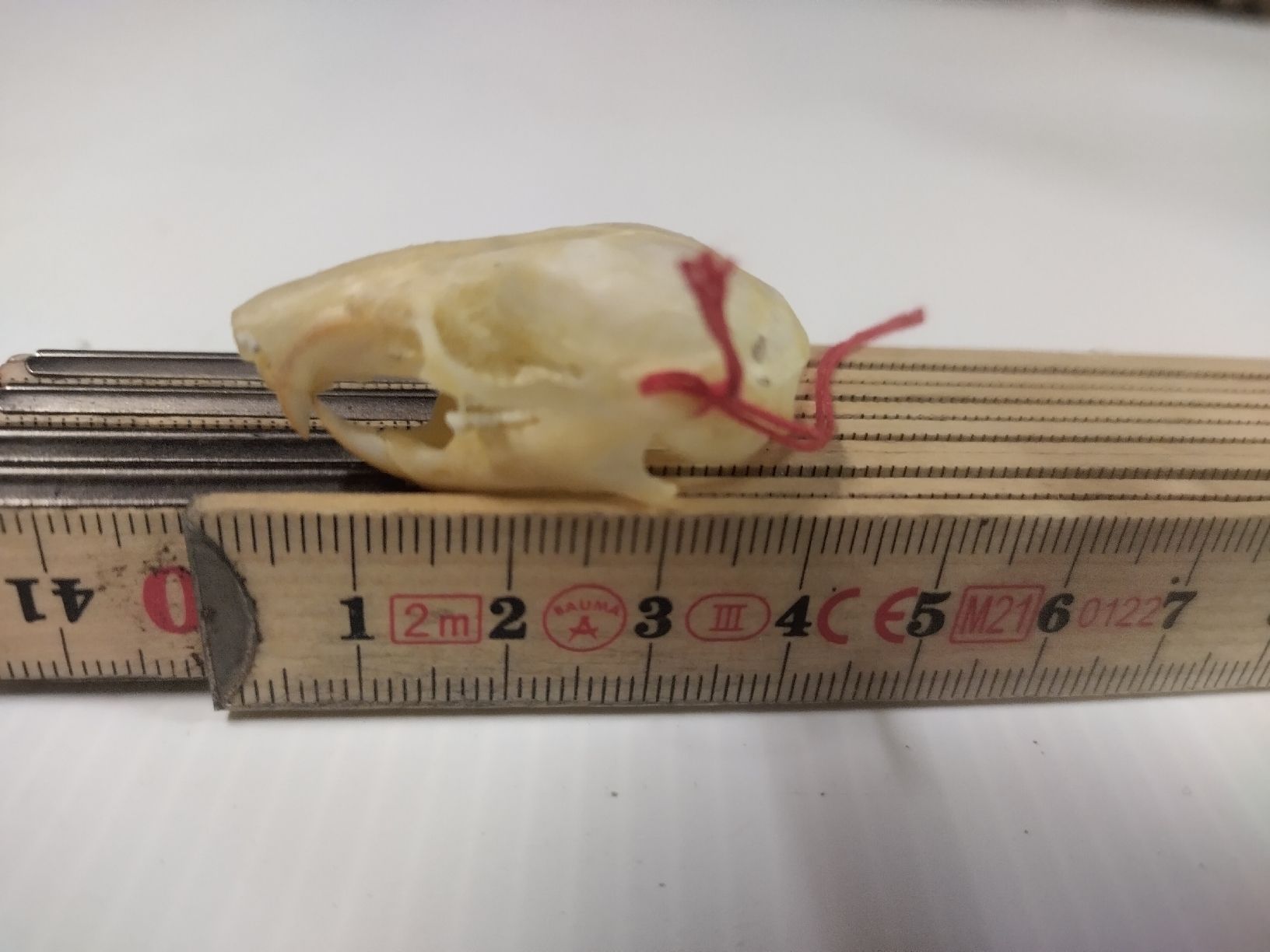 Il mondo degli animali: Hamster Schädel – Usato da Wettingen venduto da Bwalti